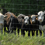 27256670586_3e5b9b9e91_b-1770254052